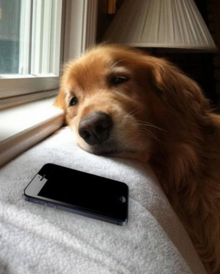 Собака ждет