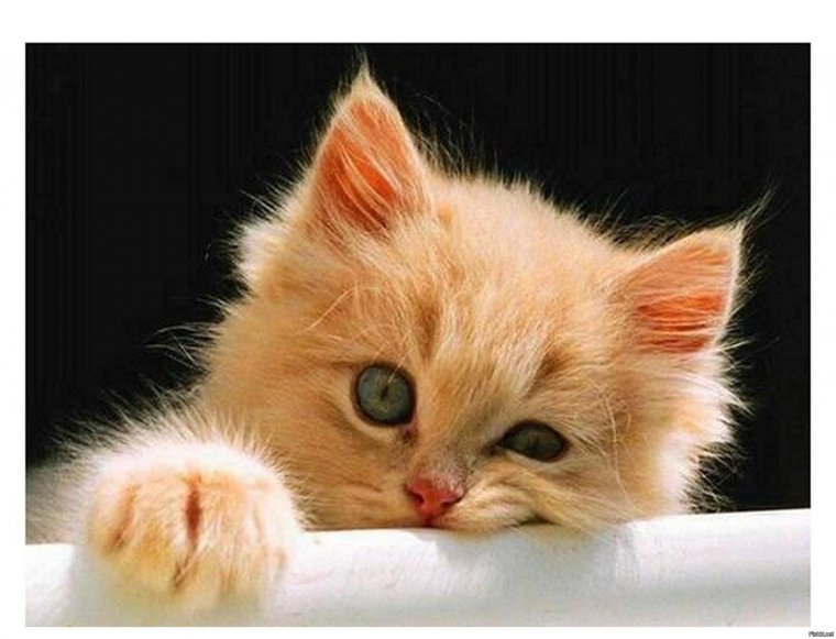 Скучающий котик картинки