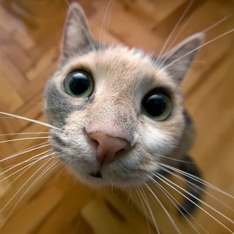 Смешные коты фото