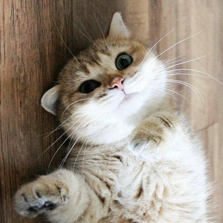 Котик репер