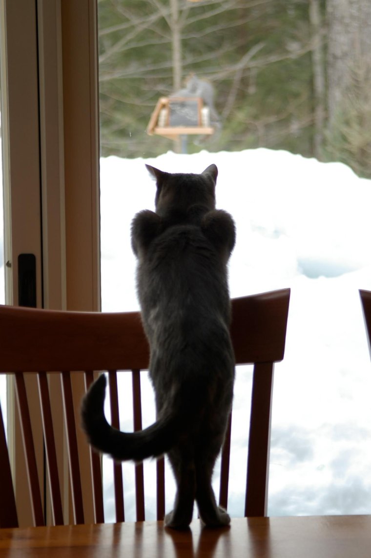 Кот ждет у окна