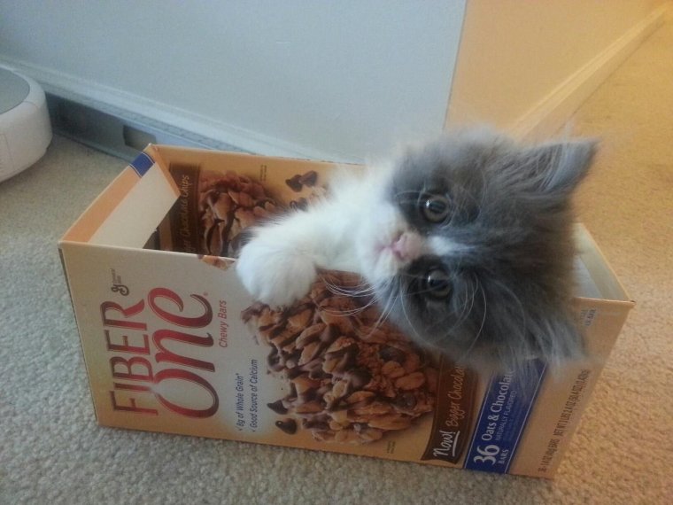 Смешное фото на тему я соскучилась