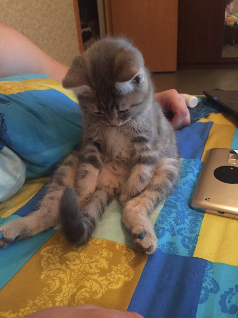 Скучаю по коту