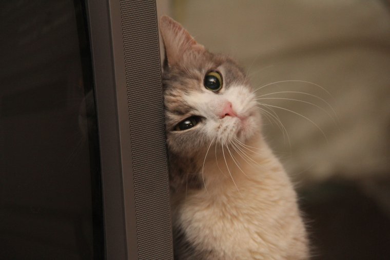 Кот скучает