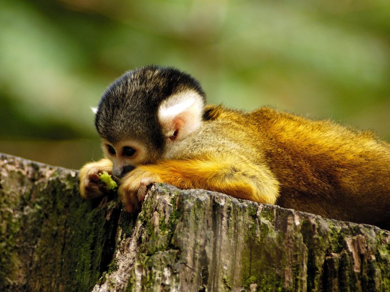 Скучные животные