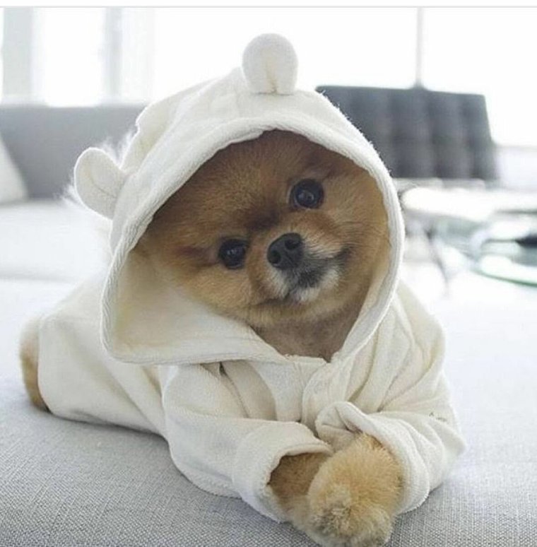 Мимишные собачки