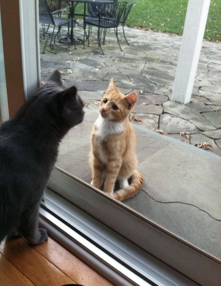 Кот скучает по хозяину