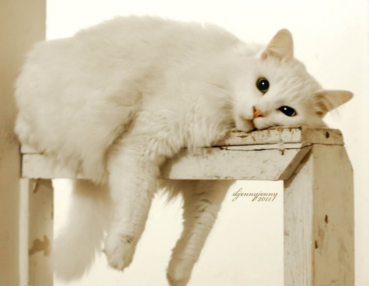 Скучающий кот