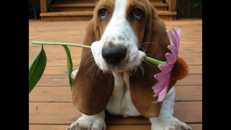 Весёлые картинки про скуку