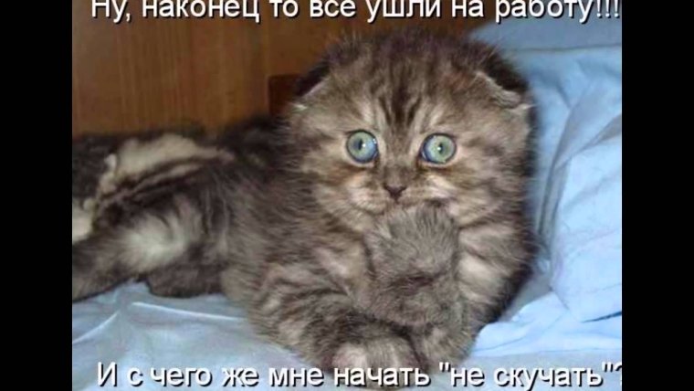 Приколы про котов фразы