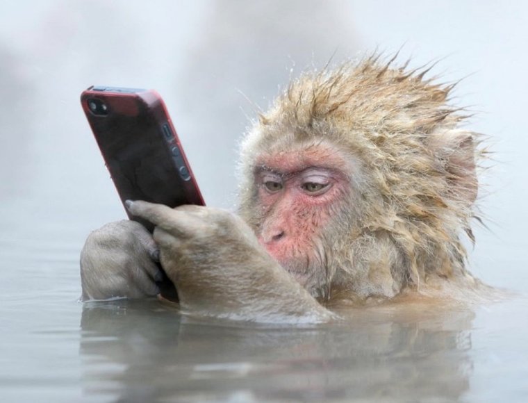 Обезьянки демотиваторы