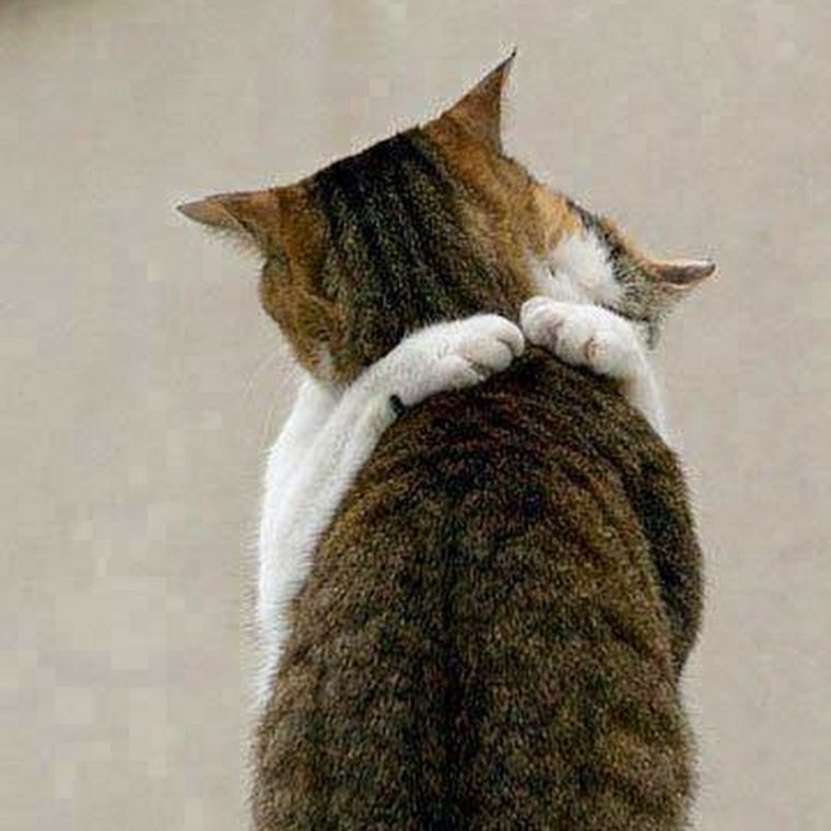 Ты моя кошечка