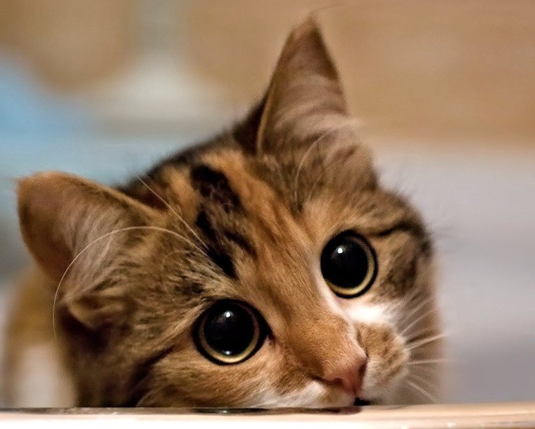 Саша котиков