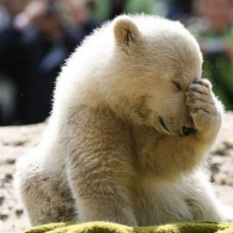 Прости Медвежонок