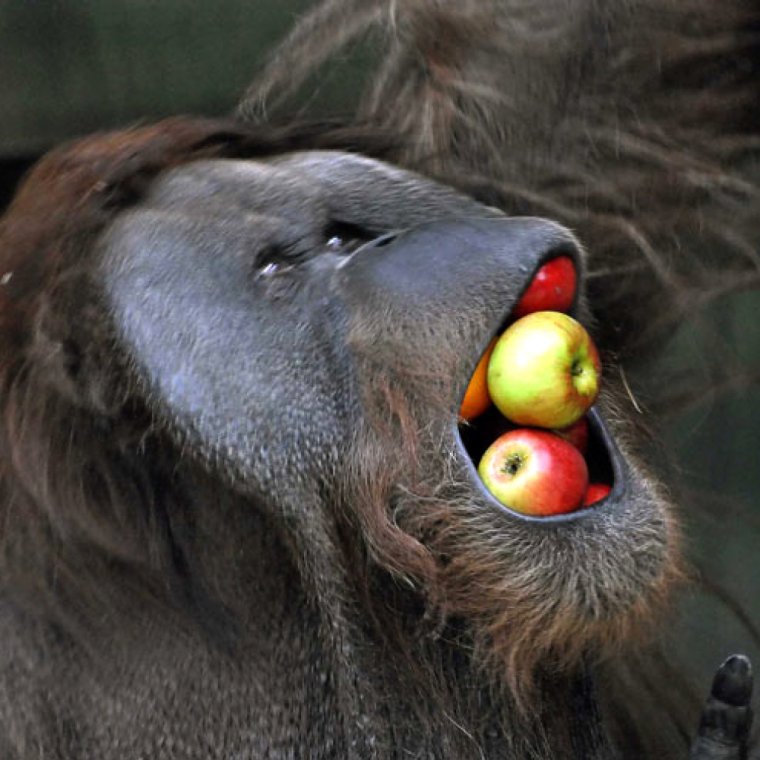 Обезьяна с яблоком