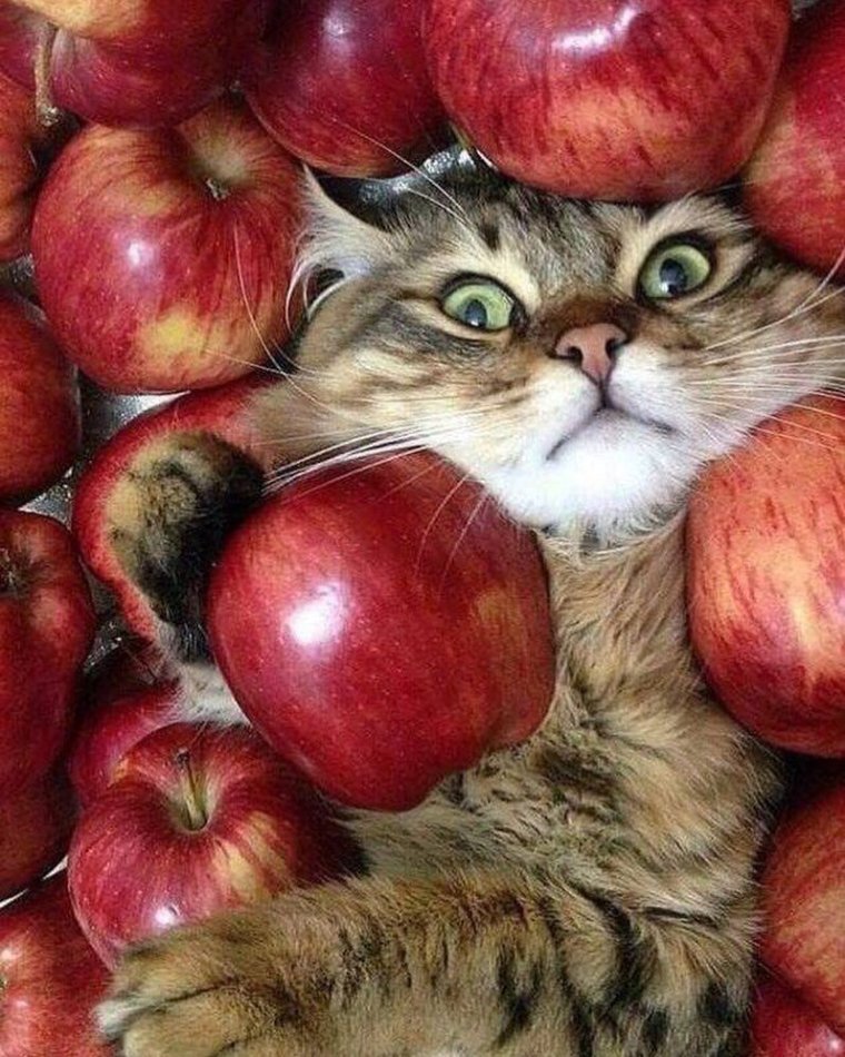 Кошка и фрукты