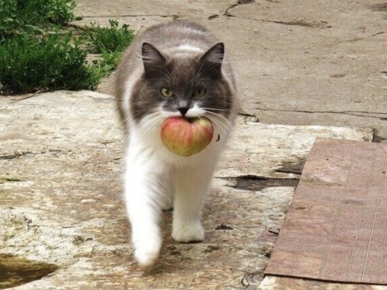 Коты едят яблоко