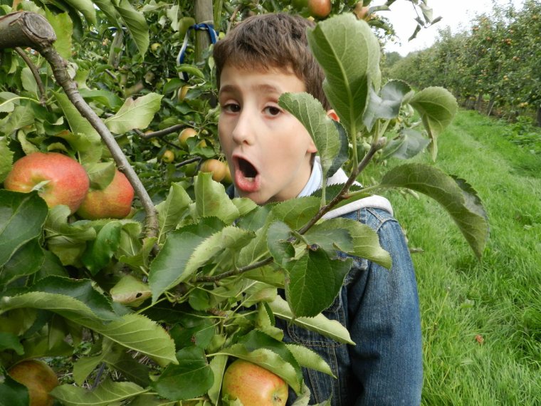 Ребенок с яблоками в саду