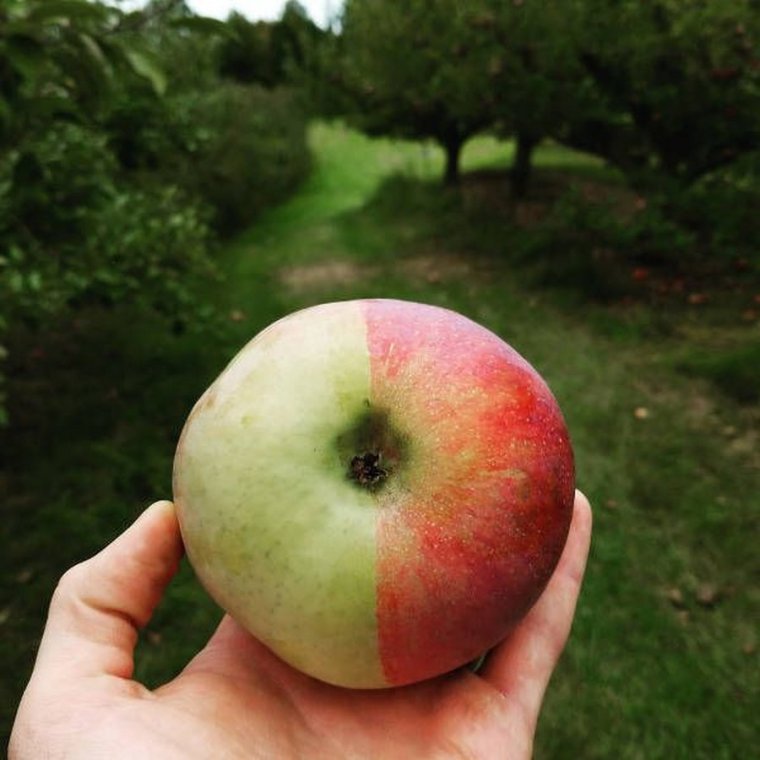 Яблоко прикол