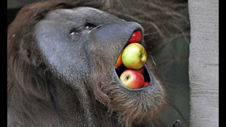 Обезьянка чичичи продавала кирпичи