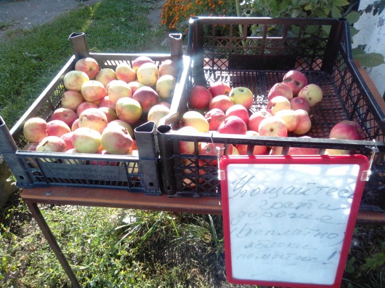 Приколы про урожай яблок