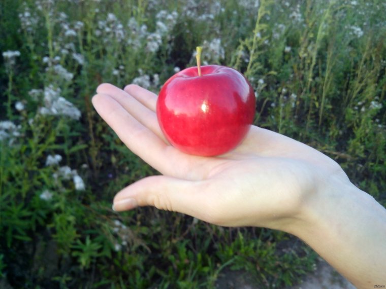 Фото яблоко прикол