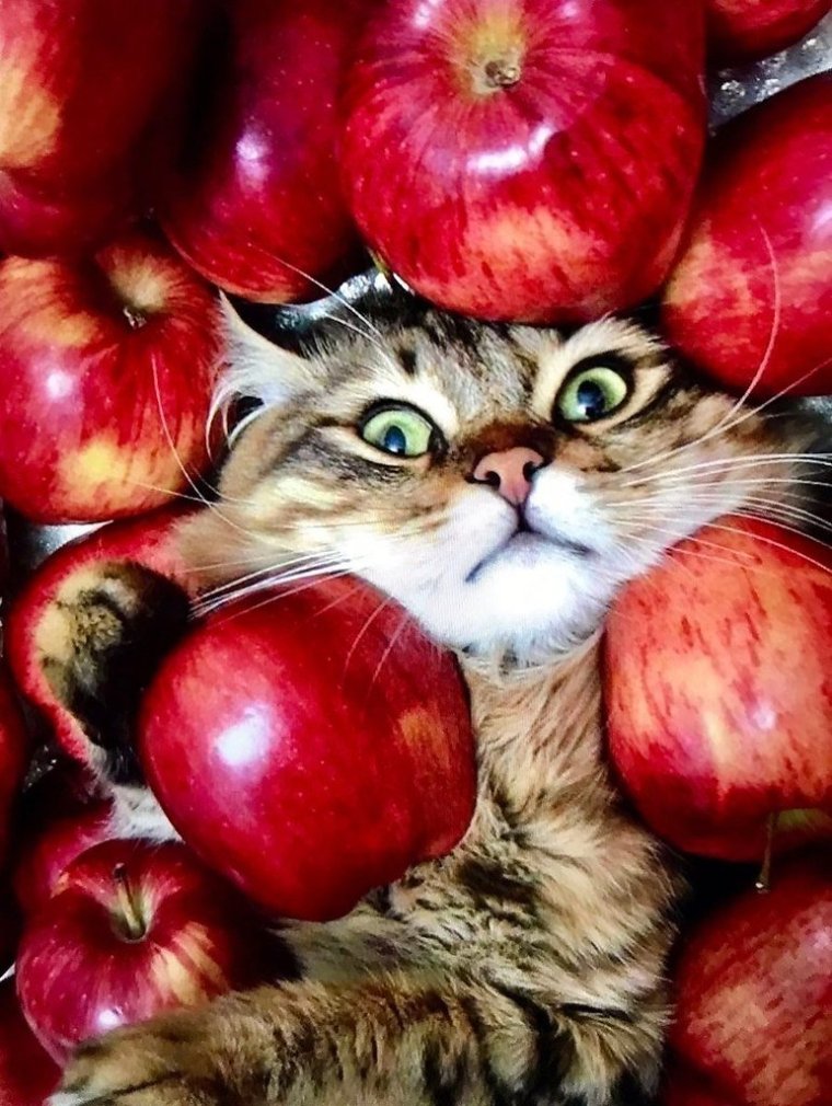 Котики и фрукты