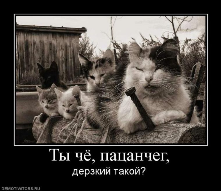 Надпись мы банда