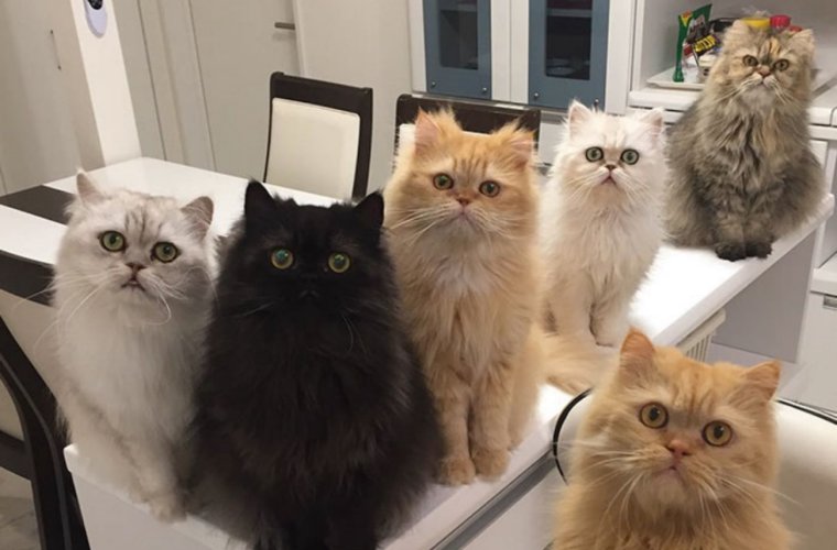 Утро начинается с котов