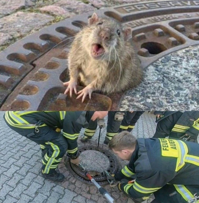 Крыса в смешной ситуации