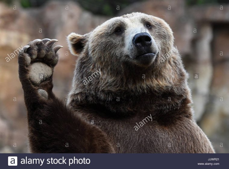 Веселый медведь