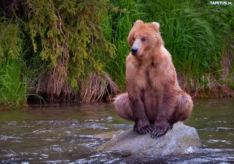 Забавный медведь