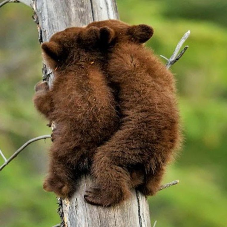 Бурый медведь смешной