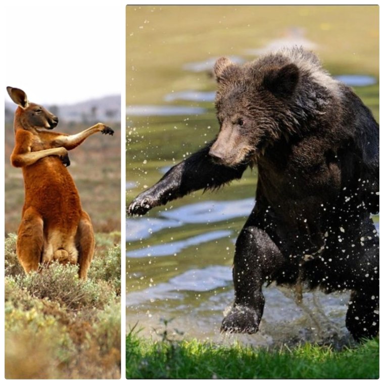 Прикольный медведь