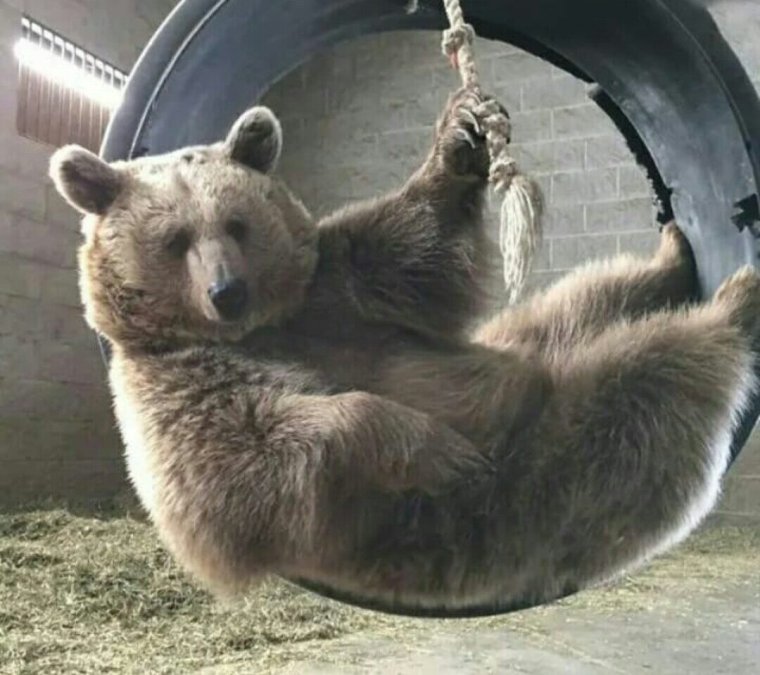 Медведь объелся