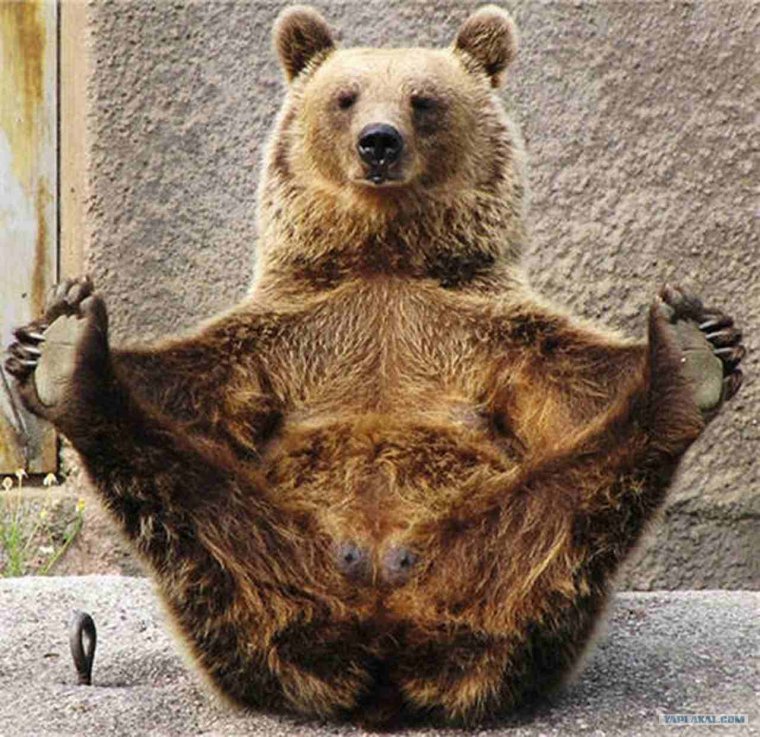 Радостный медведь