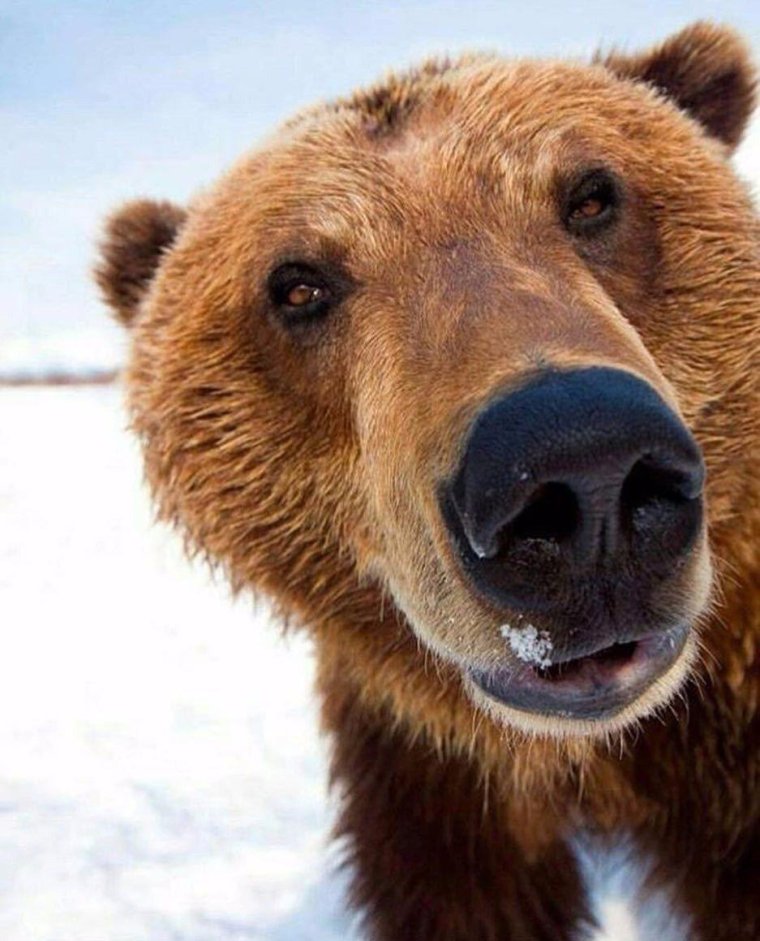 Утро Медвежонок