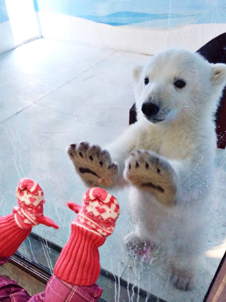 Радостный медведь