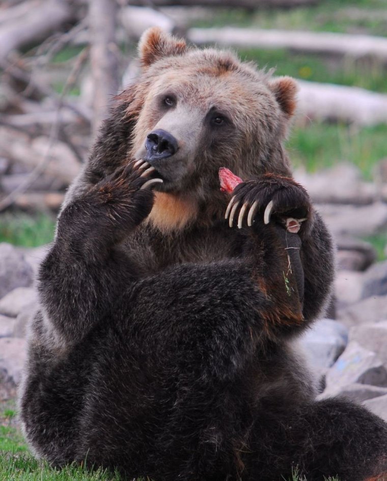 Суровый мишка