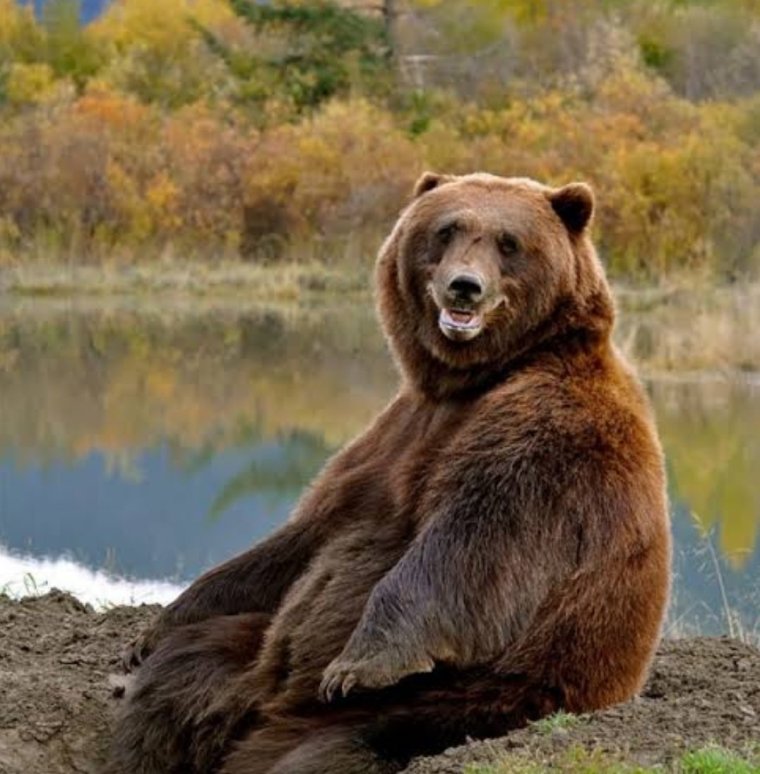 Бурый медведь Камчатка