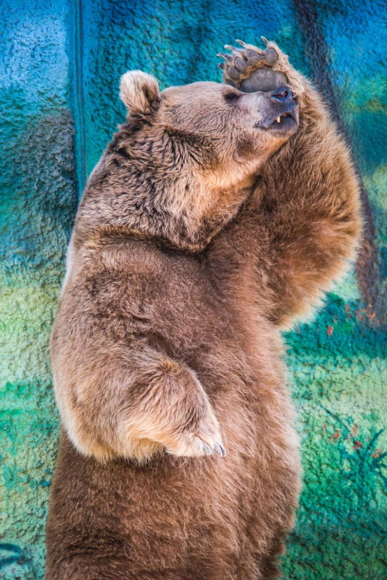 Пухлый медведь