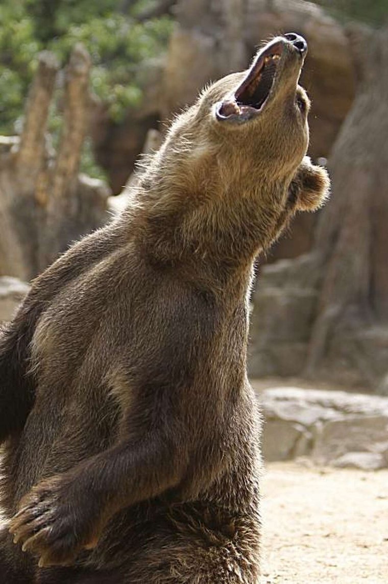 Медведь косолапый