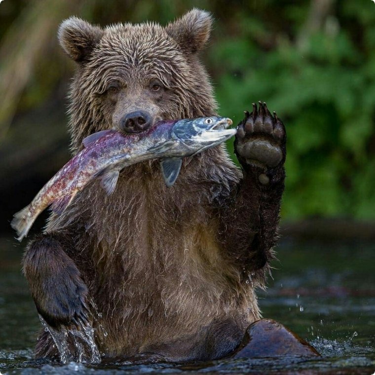 Маленький Медвежонок