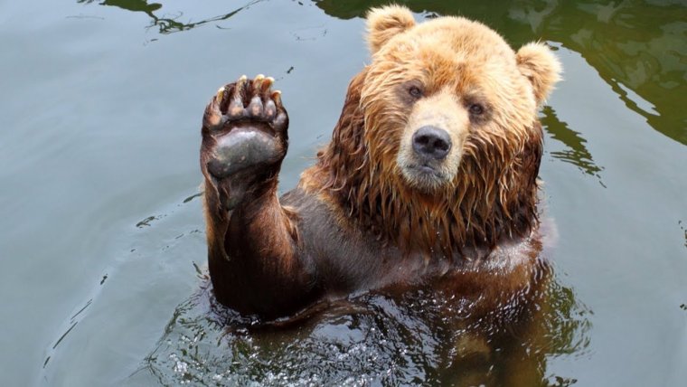 Смешной Медвежонок