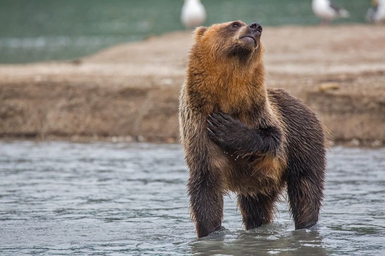 Бурый медведь смешной