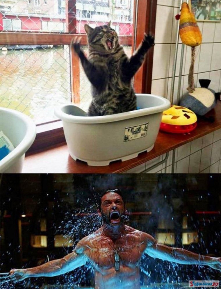 Кот Росомаха прикол