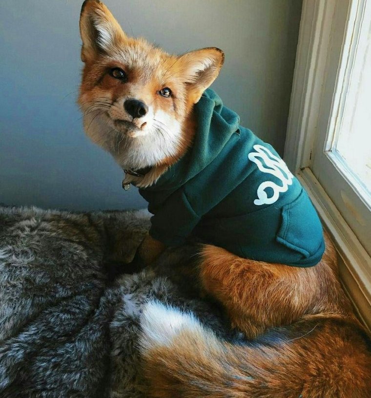 Лисенок в одежде