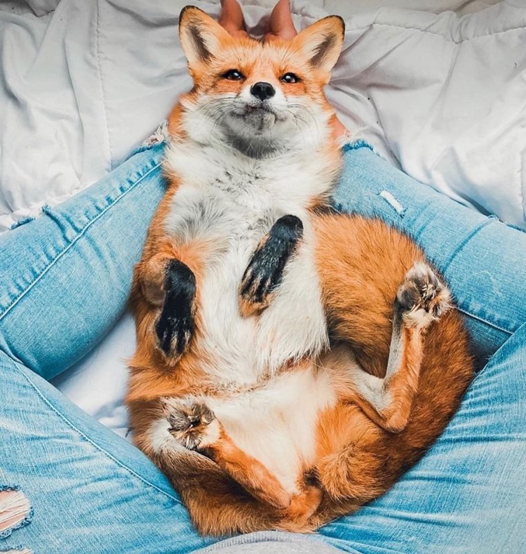 Джунипер Фокс