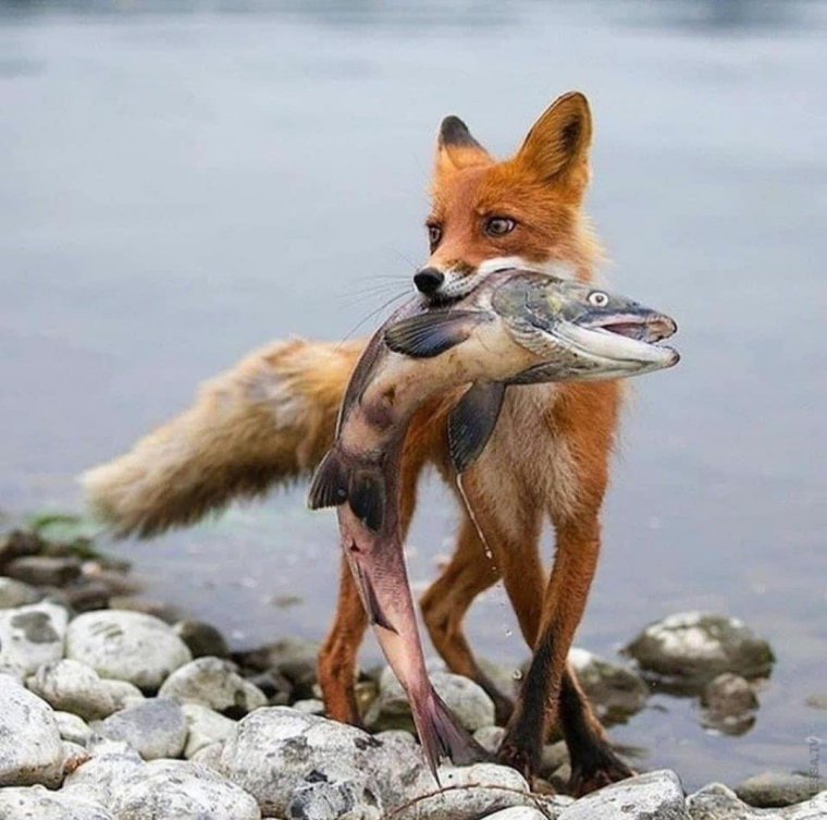 Лисица с добычей