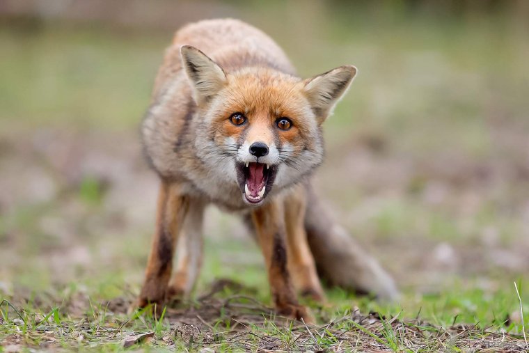 Испуганная лиса